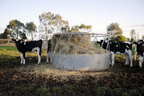 Cows using a ring cattle feeder to eat hay (generic image).