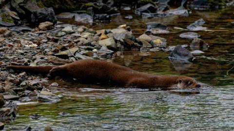 A picture of an otter making its way through the water. It is brown in colour with rocks in the background of the image.