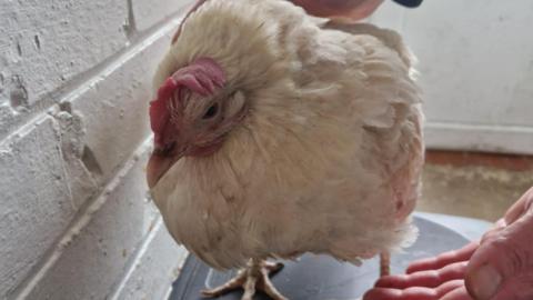 The white feathered bird stood on a black surface inside a house.