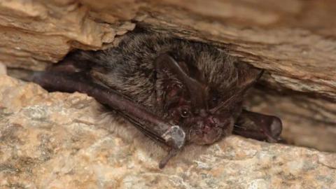 A black bat between two pieces of brown rock