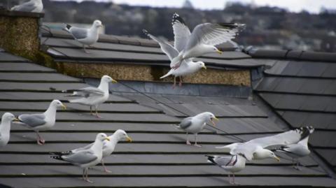 A large group of herring gulls on a rooftop