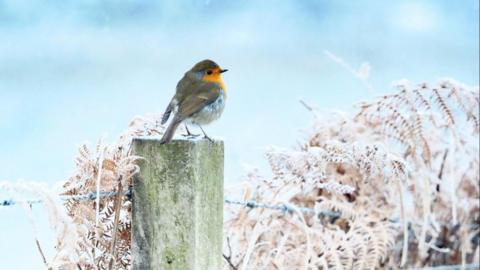 A robin sits on a post with ice-covered shrubs around it