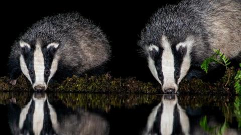 Two badgers side by side with their reflections showing in the water