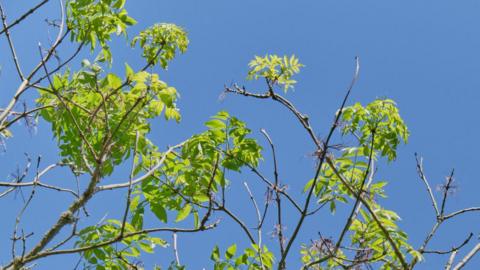 A tree branch full of green, small leaves pictured amongst a bright blue sky. 