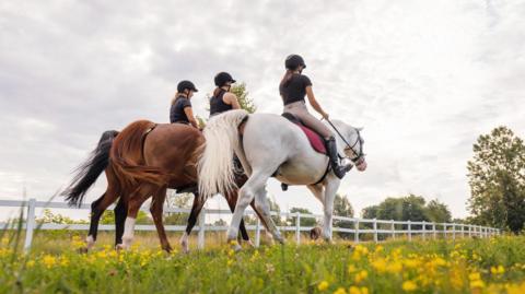 A rear view of three female riders riding horses side by side near white wood fencing.