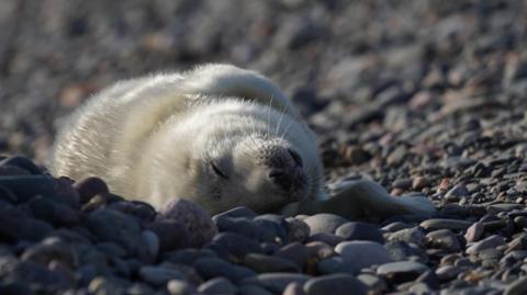 A grey seal pup. The pup is fluffy and white and is leaning over on its back. It rests on blue grey cobbled stones. 