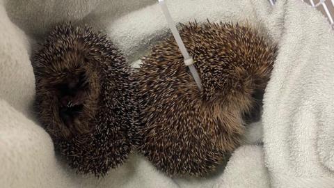 The two hedgehogs, one with a cable tie around it, curled up on a white towel