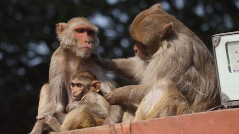  Macaques rest on the wall of the presidential palace during the welcoming ceremony at the Rashtrapati Bhavan Presidential Palace