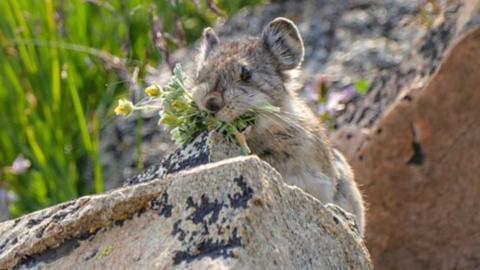  A collared pika with a mouthful of their winter cache