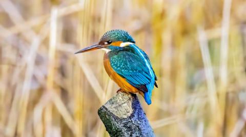 A yellow and blue kingfisher sitting on a branch. Yellow plants can be seen blurred in the background.