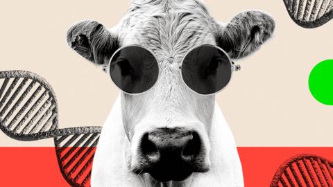 Montage image showing a cow wearing sunglasses and DNA strands