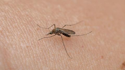 Macro View of a Mosquito on Skin Feeding on Blood - stock photo