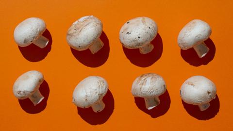 Six white mushrooms on a burnt orange background 