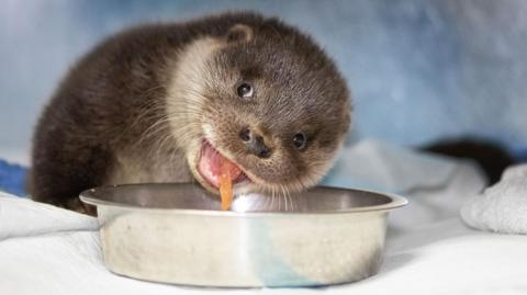 Otter cub against a blue background eating a piece of trout from a bowl and appearing to smile