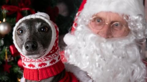 A greyhound wearing a red balaclava. In the background, Santa Claus is looking at him.