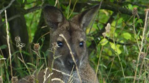 A close up view of the wallaby's face as it sits in a bushy area. He is a light brown colour with some darker patches around its face and it has large ears. 