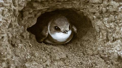 A close-up image of a brown and white sand martin peeking out of a sandy mud burrow.