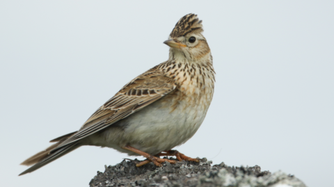 A skylark sat on a rock