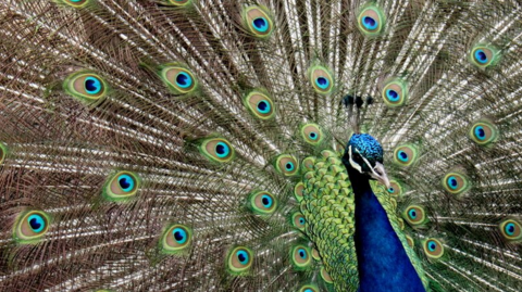 The image shows a peacock with its tail feathers fully fanned out, displaying its vibrant blue and green plumage. 