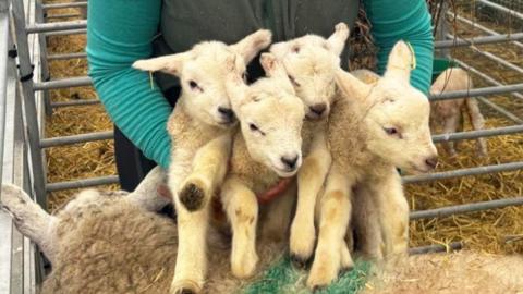 Four baby lambs