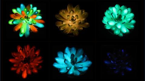 succulents glowing red, green and blue in the dark