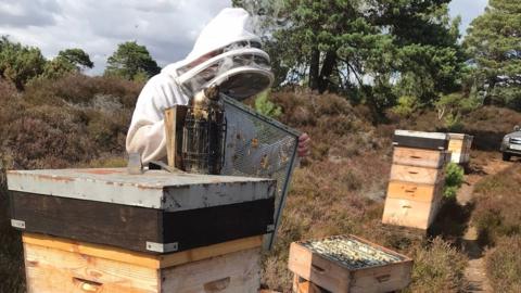 A picture of a bee farmer in Dorset