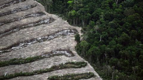 brazil rainforest and deforestation for farming