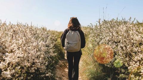 The back of a woman walking along a path surrounded by blooming shrubs either side in the spring sun.