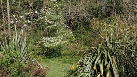 A green space with a diverse range of plants, including flowering plants.