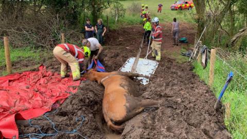 Horse lying down in bog