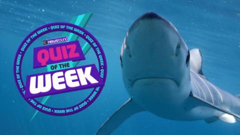 a shark with the newsround quiz of the week logo 