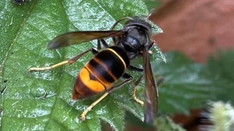 An Asian hornet rests on a green leaf. Its body is black with a yellow stripe and it has large black wings. 