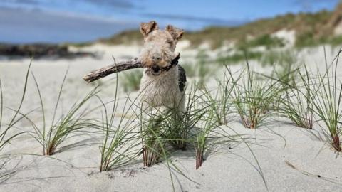 A wire fox terrier with a stick in his mouth stands on a sandy beach. He is surrounded by beachgrass.