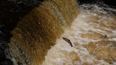 A fish leaps out of the water near a powerful waterfall. The waterfall is flowing with great force, and the water appears golden-brown. The fish is suspended in mid-air, seemingly in an effort to swim upstream.