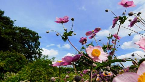 Close up of pink flowers with blue sky behind