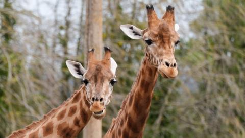 The UK's only herd of Kordofan giraffes; Gaya, Kofi and Gaya's calf Floris in their new enclosure at Twycross Zoo in Little Orton, Leicestershire