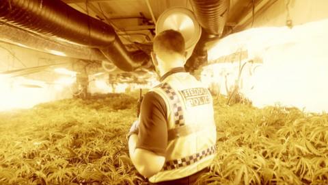 A police officer walks through a cannabis farm