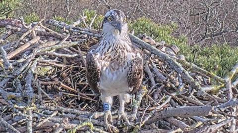 An osprey on a nest. The picture is from a livestream of a wildlife camera close to the birds' nest.