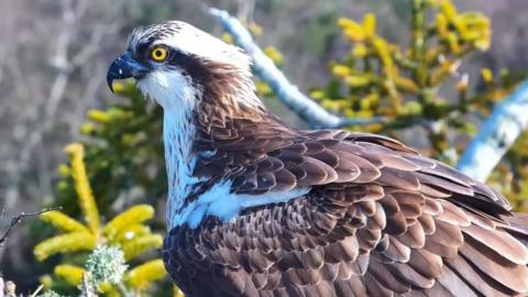 A brown and white osprey with a bright yellow eye.