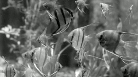 Angelfish in a tank.