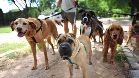 Six dogs on leads looking at the camera. They are all different breeds including a copper cocker spaniel and a boxer. Someone wearing shorts and a white top can be seen holding the leads in the background and they are in a park.