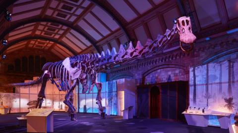 Titanosaur skeleton in a brick lines room of the Natural History Museum with a vaulted ceiling, the head is facing the front as if it is almost smiling.