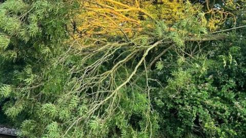 A tree on overhead power lines