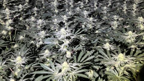 Rows of large-leafed green cannabis plants in a dark room