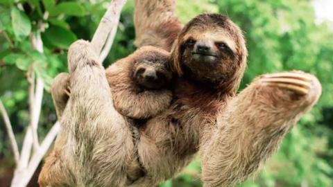 A sloth and a baby sloth cling onto a branch.