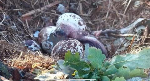 Nest made up of dried grasses and leaves with four speckled eggs and a chick just hatched from one.