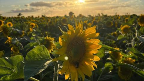A sunflower in the foreground and hundreds more in the background.