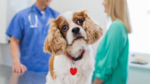 A brown and white puppy with a red collar and heart shaped tag sits on a table at the vets and looks at the camera.  Two vets are seen talking in the background
