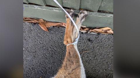 A fox with her legs tied with a white cable, lying on the floor