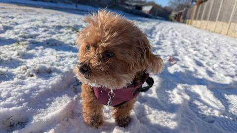 A small brown dog stands in the snow, which has a number of footprints in it. The dog looks slightly off to one side and has a light red harness around its neck.